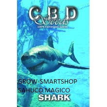 shark.jpg