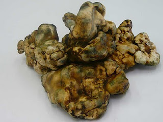 Tampanensis.jpg